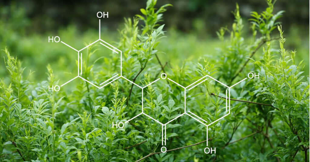 An image of Dihydromyricetin and the ampelopsis grossedentata plant